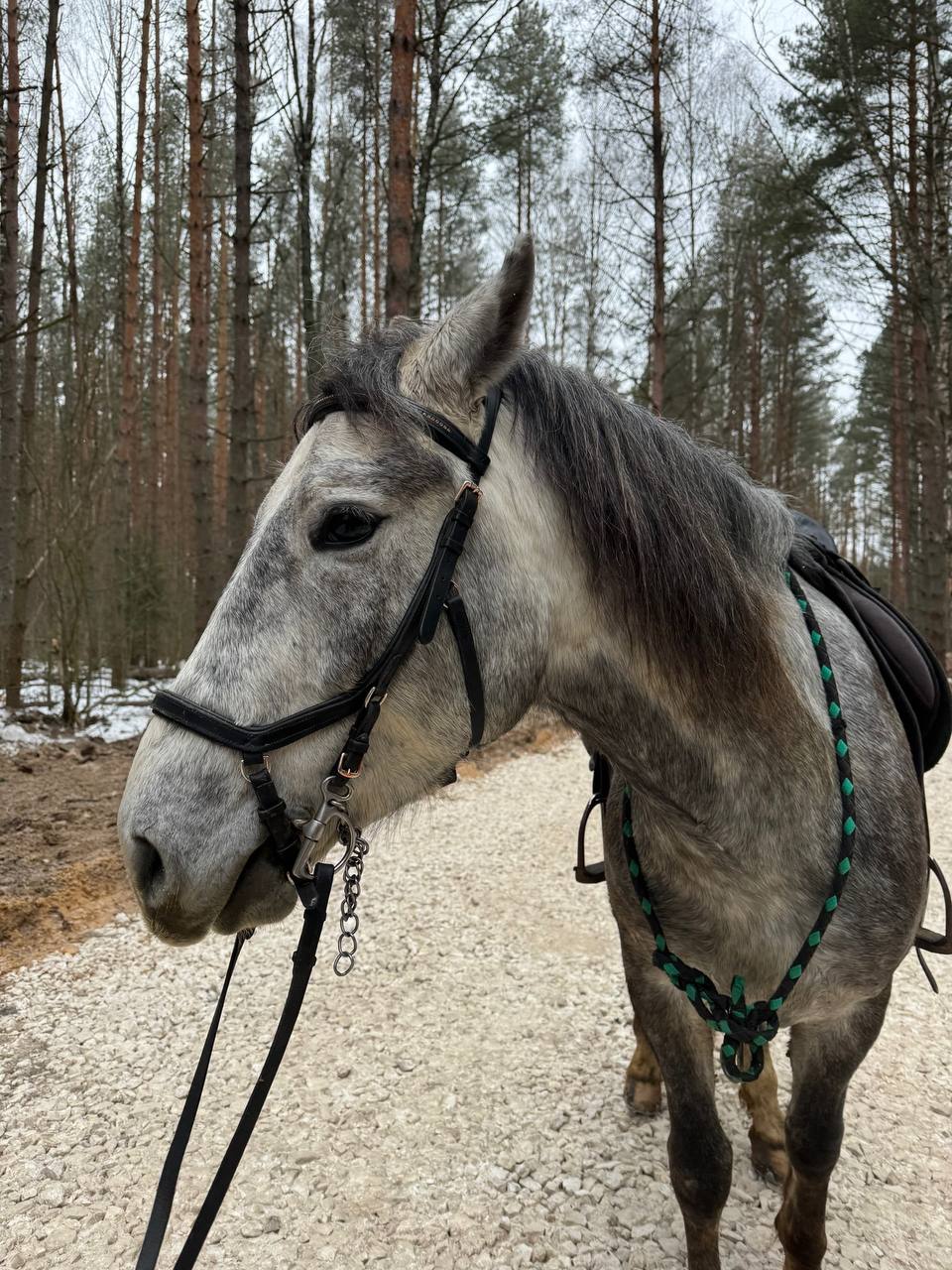 Оскар на прогулке